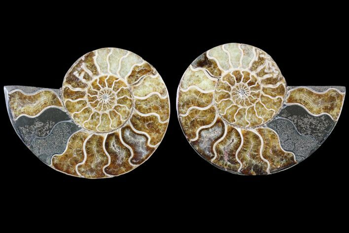 Cut & Polished Ammonite Fossil - Agatized #79711
